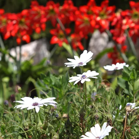 With A Parking Space Hvar - 5719 Hvar Town