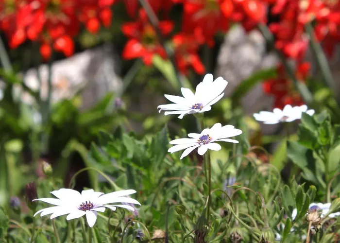 With A Parking Space Hvar - 5719 Hvar Town